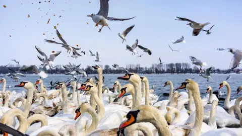 AFP Swans and gulls fight for pieces of bread on the snow-covered banks of the Danube river in Belgrade on February 28, 2018.