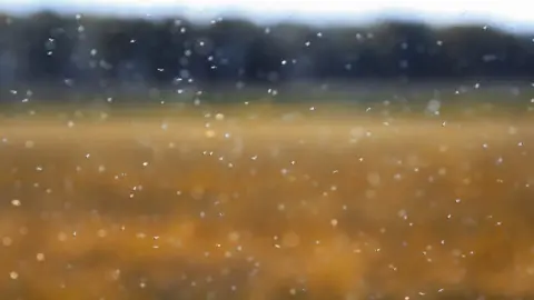Getty Images Midges