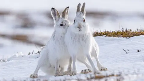 Karen Miller Mountain hares are Karen's favourite subject for her photography