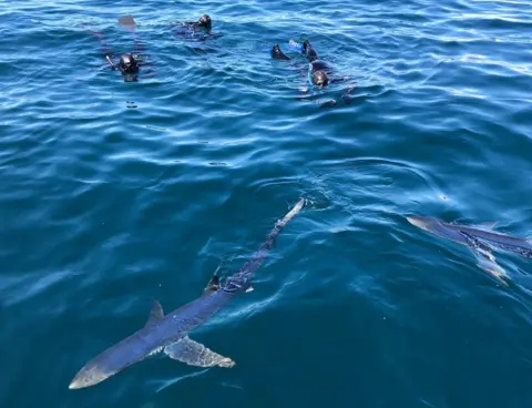 Blue Sharks Cornwall Sharks