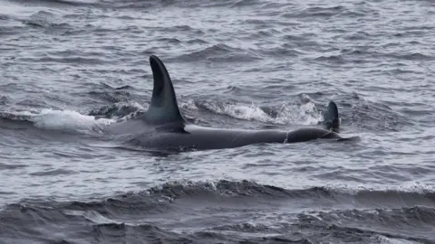 Karen Munro Orca off Caithness coast