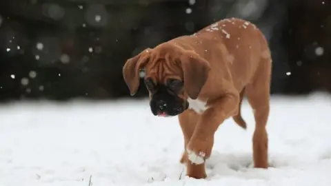 Mike Egerton/PA Wire A boxer puppy discovers snow for the first time in Leicestershire