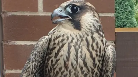 South Yorkshire Police Peregrine falcon