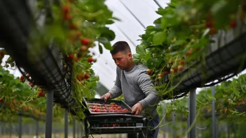 Getty Images Seasonal worker