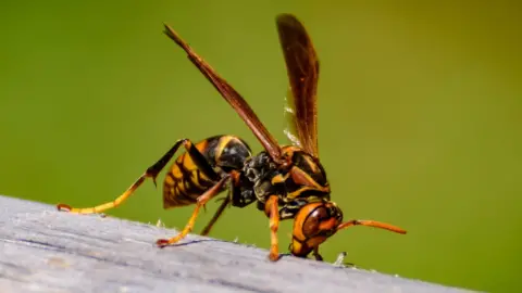 Getty Images Asian hornet