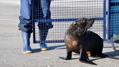 Sea lion returned to wild