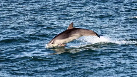 Anthony Rees Dolphin in New Quay