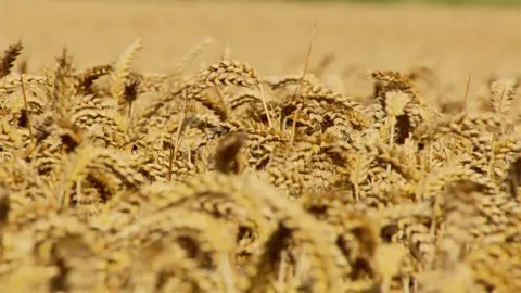 Wheat field