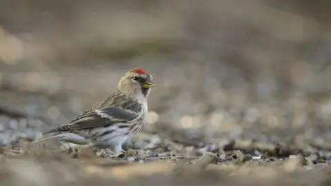 Ben Andrews - RSPB LESSER RED POLL