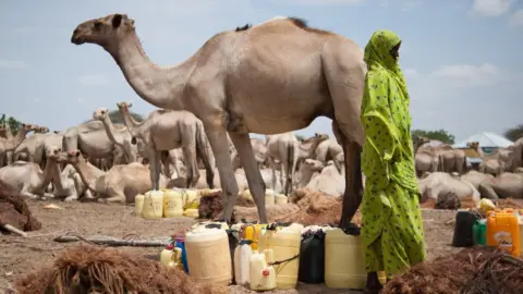AFP Woman with herd of camels and jerry cans