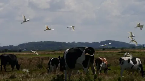 Joy Russell cattle grazing with egrets flying above