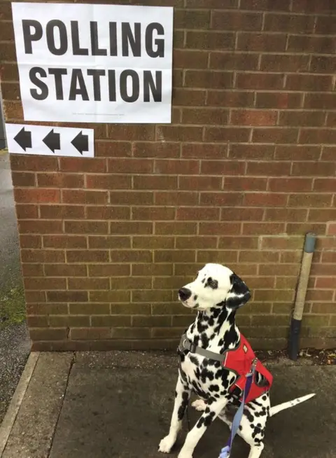 Georgie Dalmatian dog