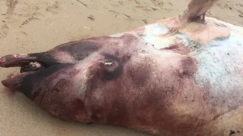 Gareth and Amanda Doherty stranded beaked whale