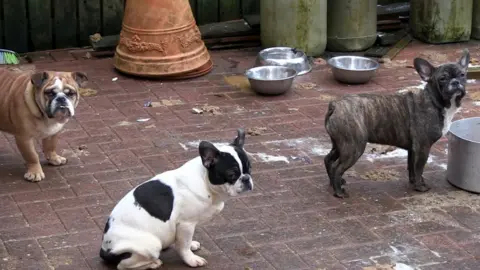 BBC Dogs in court case