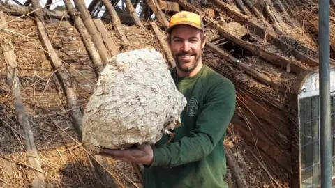 Wasp nest