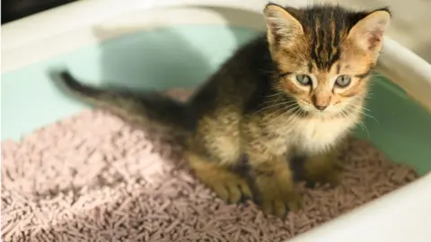 cat in litter tray