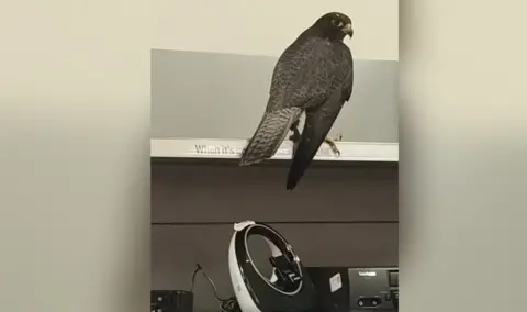 British Heart Foundation The falcon on the shelves