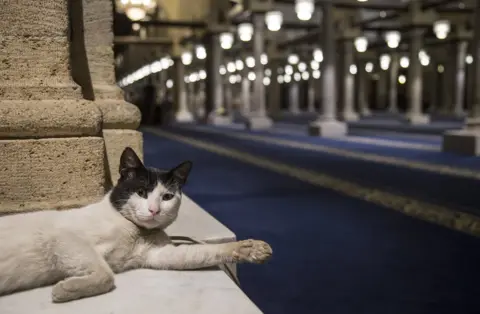 EPA A cat stretches out one paw as it lays down in a mosque.