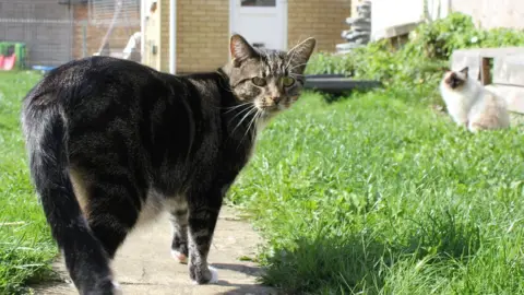 Poonam Doshi Two cats