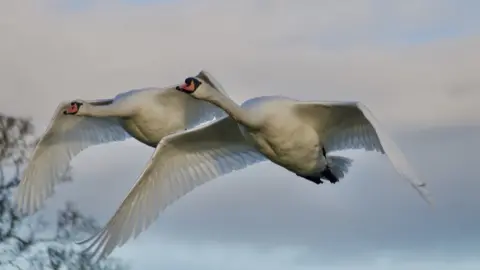 Peter Gunton Swan fly past over the top pond