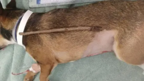 PA Media Rocky and the stick that was removed from its body