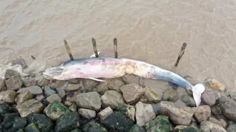 Rob Deauville Dead fin whale