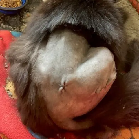 Mel McLoughlin Jack the cat recovering