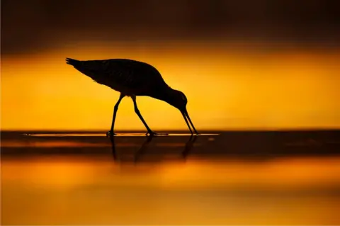 Mario Suarez Porras/ Bird Photographer of the Year A bar-tailed Godwit feeds on the sand on a beach with a sunset behind it