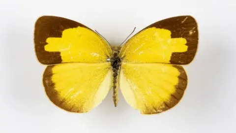 PA Common Grass Yellow butterfly