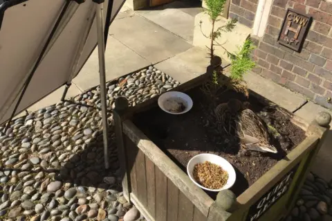 Prof William Sutherland Duck in planter