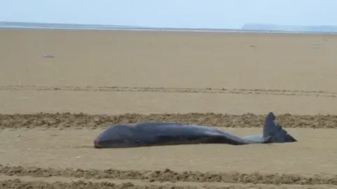 CSIP_ZSL The 2.5m long adult male was found on Pendine Sands