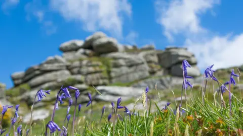 Ben Watkins Bluebells in the sunshine in front of the rock formation Helman Tor