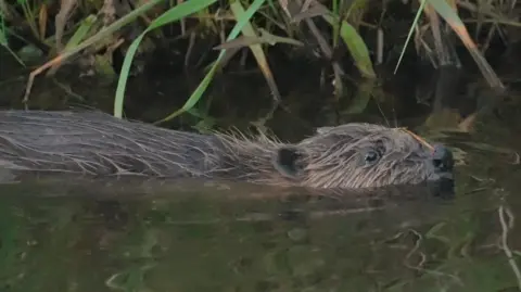 A brown beaver swimming in a water. Its fur is matted and wet with water. Green plants hang down from the river bank.