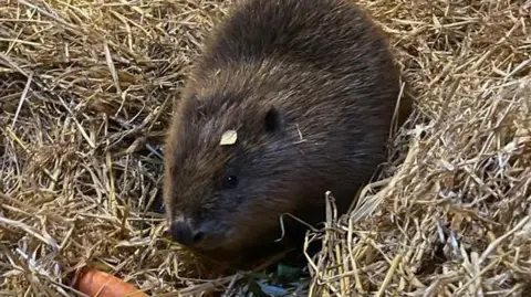 A young brown beaver sat in a mound of hay with a carrot in front of her and a small leaf on her head.