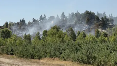 Smoke rising from a heathland. Trees are blackened and burnt in the background.