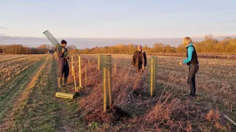 RSPB Two men and one woman planting cobnut tree saplings in a strip in the middle of an arable field , Hope Farm 2023