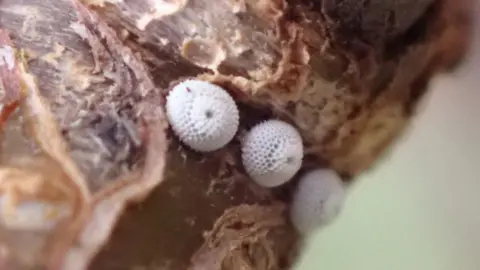 Brown hairstreak butterfly eggs