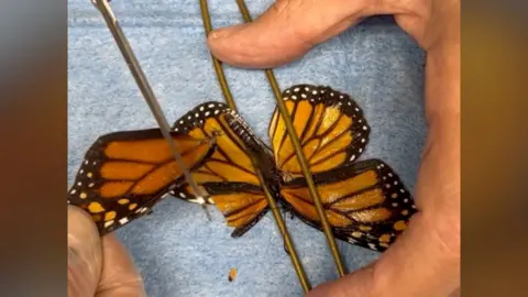 Butterfly with broken wing