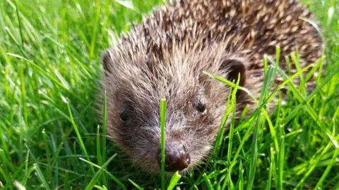 A small hedgehog standing in very green grass. The hedgehog is inquisitively coming in the direction of the camera, looking straight down its nose to the direction of the lens. It is so small the blade of grass around it are a similar height to the mammal. The hedgehog is a mix of light and brown shades and has spikes all along its back. 