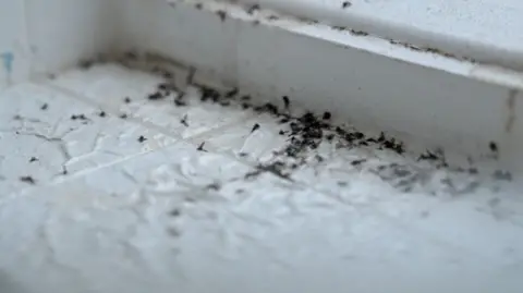 An image from inside the house with bugs on a window sill