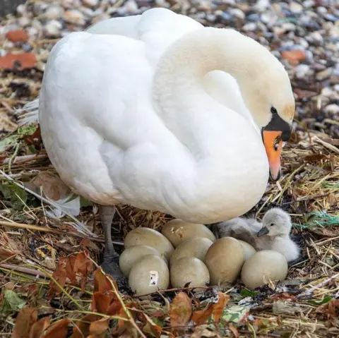 David Unsworth Swan with grey signet and nine unhatched eggs.