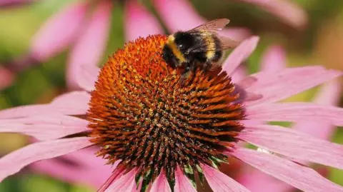 A bee sitting on a flower 