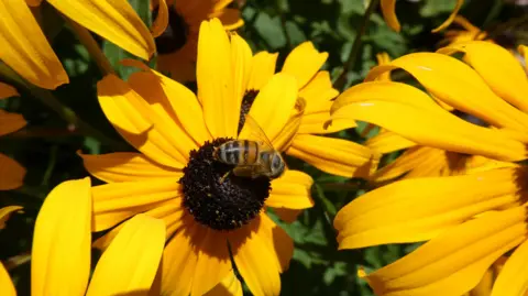 WeatherWatchers/Bracken A close up photo of a honey bee sitting on a yellow coneflower, with other coneflowers either side.
