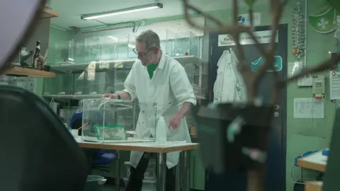 Snail keeper Dave Clarke in a white coat is in his laboratory attending a see-through box which has Garrett's tree snails. Several snails are stuck to the side of the box. Behind the desk on which he has his box of snails, there are several more clear boxes stuck on four shelves. More white coats are hang on the door. 