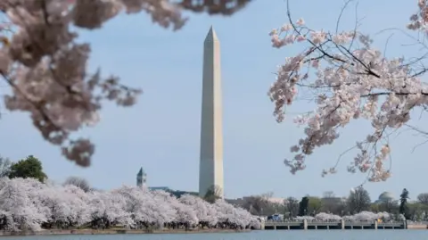 The Washington Monument is framed by cherry blossoms as they reach peak bloom at the Tidal Basin in Washington, D.C.