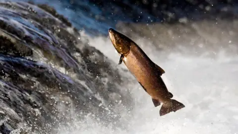 A salmon fish jumps out of the river on its journey upstream