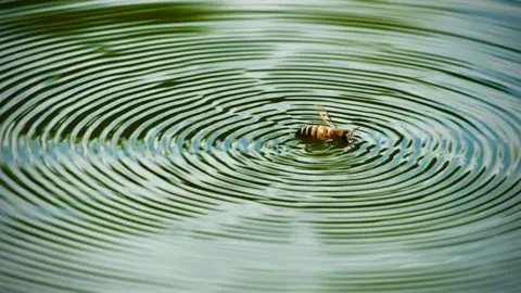 An insect in rippling water