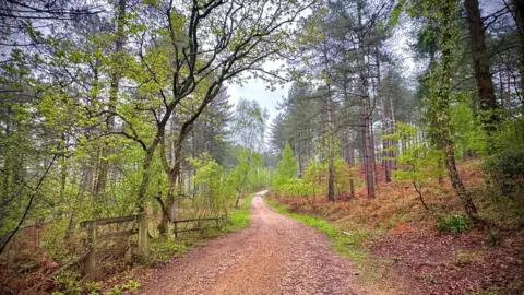 Moxley A path through a wood. The path is muddy. On either side is a mix of pine and deciduous trees. The trees still have some green leaf cover.