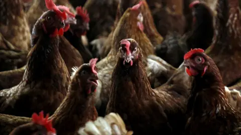 Reuters A close up of chickens in a barn. They have brown and white feathers and look in good health.