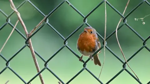 Getty Images A robin perched on solid metal mesh